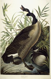 Kanadagans, ca. 1827-1838 von John James Audubon