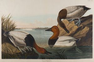 Rückenente, 1836