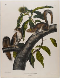 Carolina-Grauhörnchen