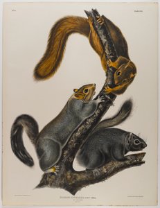 Katzenhörnchen