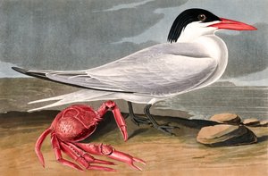 Küstenseeschwalbe, Sterna Maxima, aus "Die Vögel Amerikas" von John J. Audubon, veröffentlicht 1827-38