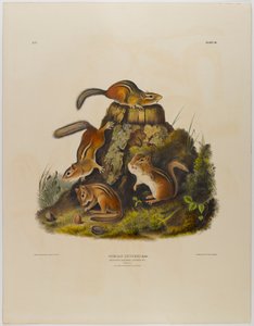 Streifenhörnchen Hackee von John James Audubon