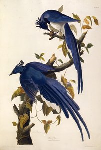 Columbia Jay Garrulus ultramarinus. Aus Die Vögel Amerikas, 1827-1838
