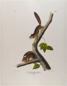 Kolumbianisches Eichhörnchen