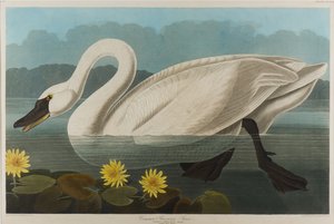 Amerikanischer Schwan, 1838 von John James Audubon