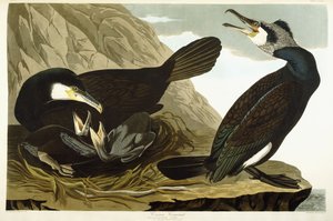 Kormoran, 1835 von John James Audubon
