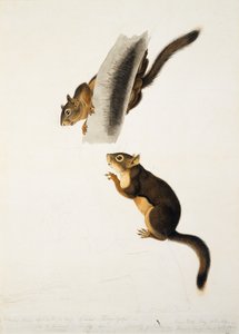 Douglas-Eichhörnchen, für das Folio Die lebendgebärenden Vierfüßer Nordamerikas, veröffentlicht 1845, ca. 1841-43