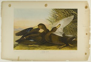 Dunkle Ente, gedruckt von Julien Bien und veröffentlicht von Roe Lockwood & Son, 1861 von John James Audubon