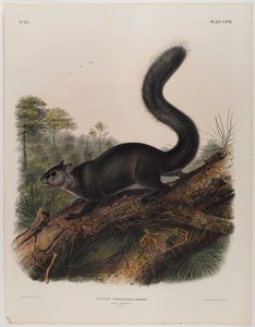 Dunkles Eichhörnchen