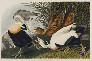 Eiderente, 1835 von John James Audubon