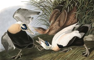 Eiderente, Fuligula Mollissima, aus "Die Vögel Amerikas" von John J. Audubon, veröffentlicht 1827-38 von John James Audubon