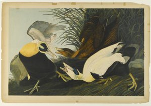 Eiderente, gedruckt von Julien Bien und veröffentlicht von Roe Lockwood & Son, 1861 von John James Audubon