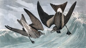 Gabelschwanz-Sturmschwalbe, Thalassidroma Leachii, aus "The Birds of America" von John J. Audubon, veröffentlicht 1827-38 von John James Audubon