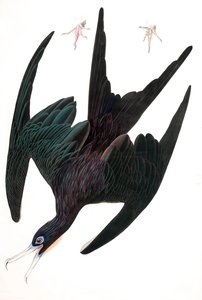 Fregattenpelikan, Tachypetes Aquilis, aus "Die Vögel Amerikas" von John J. Audubon, veröffentlicht 1827-38 (handkolorierte Gravur)
