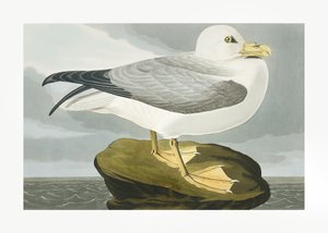 Sturmtaucher aus Birds of America (1827) von John James Audubon