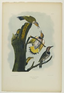 Goldflügel-Specht, gedruckt von Julien Bien und veröffentlicht von Roe Lockwood & Son, 1861 von John James Audubon