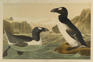 Riesenalk, gedruckt von Julien Bien und veröffentlicht von Roe Lockwood & Son, 1861