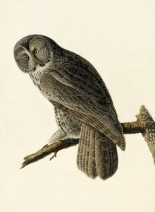 Große Graue Eule, Strix Nebulosa, aus "The Birds of America" von John J. Audubon, veröffentlicht 1827-38 von John James Audubon