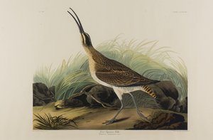 Großer Eskimobrachvogel, 1835 von John James Audubon