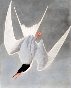 Flussseeschwalbe, Sterna Hirundo, aus "Die Vögel Amerikas" von John J. Audubon, veröffentlicht 1827-38 von John James Audubon