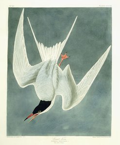 Großer Brachvogel, Männchen, Frühlingsgefieder, 1836 von John James Audubon