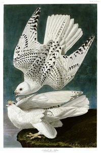 Gerfalke, Falco rusticolus, handkolorierte Gravur von John James Audubon