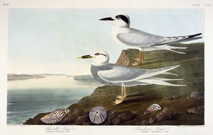 Havells Seeschwalbe und Trudeaus Seeschwalbe, 1838 von John James Audubon