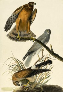 Kornweihe, Circus Cyaneus, aus "Die Vögel Amerikas" von John J. Audubon, veröffentlicht 1827-38
