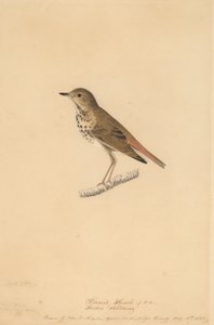 Einsiedlerdrossel, 1820