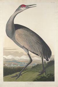 Schreikranich, 1835 von John James Audubon