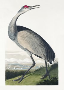 Kranich aus Birds of America (1827) von John James Audubon