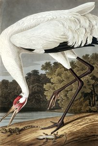 Schneekranich, Grus Americana, aus "Die Vögel Amerikas" von John J. Audubon, veröffentlicht 1827-38 von John James Audubon