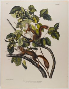 Hudsons Bay Eichhörnchen