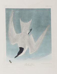 Illustration aus 