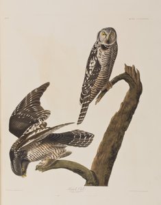 Illustration aus 