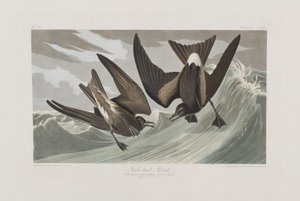 Illustration aus 
