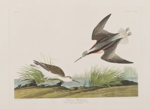 Illustration aus 