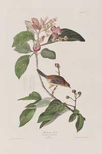 Illustration aus 