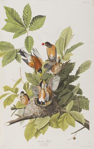 Illustration aus 