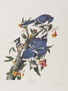 Illustration aus 
