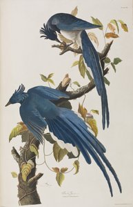 Illustration aus 