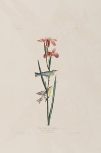 Illustration aus 