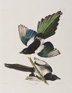 Illustration aus 