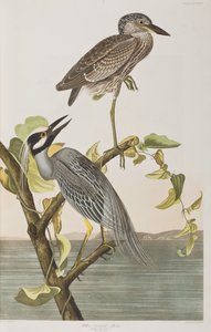 Illustration aus 