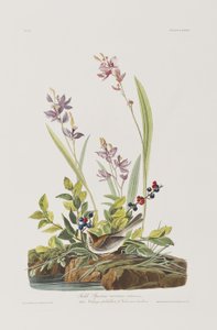 Illustration aus 