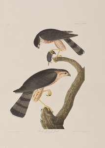 Illustration aus 