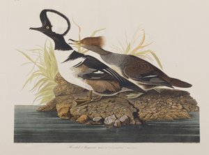 Illustration aus 
