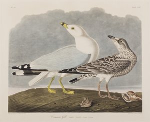 Illustration aus 