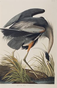Illustration aus 