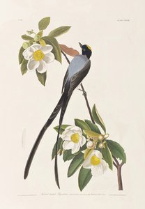Illustration aus 